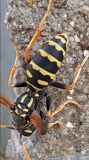 Giant Wasp Drinks Water Upside Down! | Amazing Insect Behavior