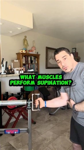 What muscles are active during supination?