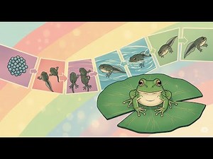 Frog Life Cycle🐸: Fast Facts and Stages