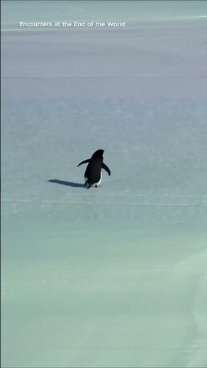 Why Did This Penguin Walk Away Alone?