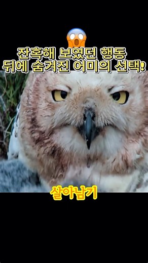 잔혹해 보였던 행동 뒤에 숨겨진 어미의 선택! #눈올빼미 #새끼 #모성애 #자연 #동물