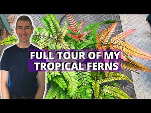 TROPICAL FERNS TOUR- my greenhouse collection so far!
