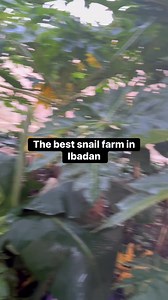 Snail farming reloaded is strictly a beginner course who intend to start snail farming using old car tyres . Register here directly:https://jokssnailfarm.selar.com/j871788111 . Or please kindly make direct bank transfer here : Account details 1306317629 Joks agro and more Providus bank 7,500 . . Send your payment receipt to : 234 708 826 5773 on WhatsApp #explorepage #jokssnailfarm #snails #snails #snailfarming | Joks Snail Farm