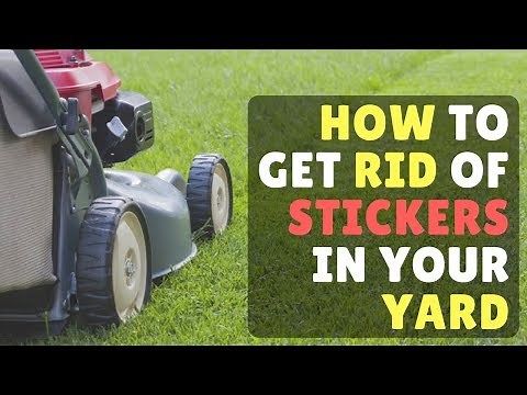 How to Get Rid of Stickers/Goat Heads in Your Yard