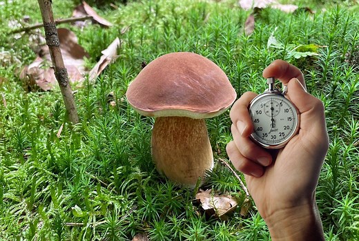 En combien de temps pousse un cèpe ? - Chasseurs de champignons