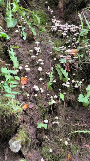 Nothing beats a mossy tree and a mushroom forest 🌳✨ #mossy #forest #fairiesoftiktok #fantasy #mushrooms🍄