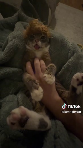 Siamese Cat Rigby: Silly Cat Antics Explained