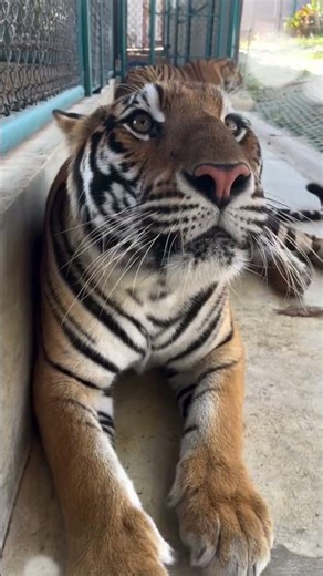 Ever Heard a Rescued Tiger Scream Before? 🐅 #shorts