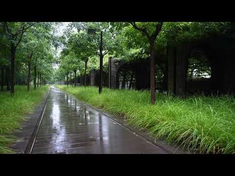 Soft Rain for Serene Sleep, Relaxation Therapy, Mental Clarity