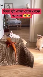 2.7M views · 26K reactions | Cat Vs Lizard (Funny Reaction) #trendingreels #follower | Ayesha Akhtar Dipali | Facebook