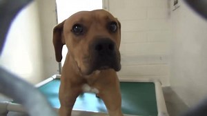 27K views · 680 reactions | RESCUED - moved to SAFE Album 11/17...