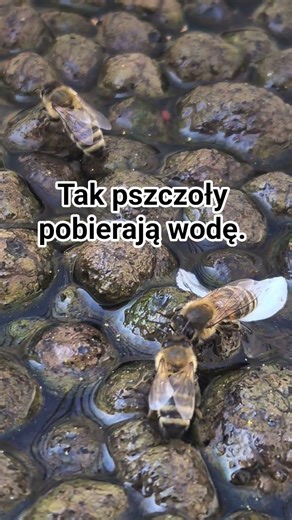 Po co pszczołą wodą?🥤 #miód #pasja #pszczoły #woda #sklep #pasiekakresy #prezent #wiosna #shorts