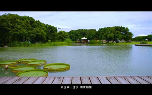 20180802三棵树专题宣传片-中文完整版