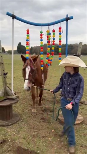 When there isn’t time for a ride but you still want to work your pony, an obstacle course entertains everyone! Bombproof pony! #cowboylaine #rustysranch #horses #obstacles #bombproof