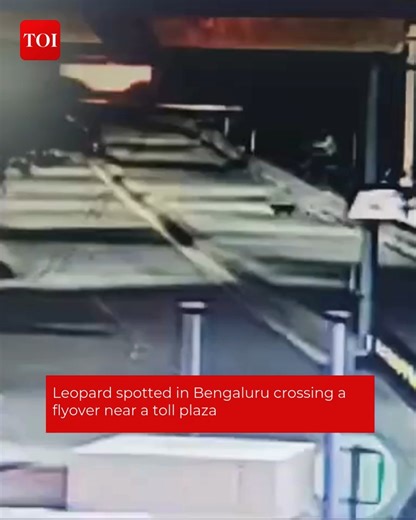 25K views · 166 reactions | A #leopard was spotted in #Bengaluru at Phase1 toll plaza, crossing the road before running back in the opposite direction. The wild cat was spotted at 3.00 am in Bengaluru's Electronic City, a hub of many tech companies. The area is on high alert after the spotting. | The Times of India | Facebook
