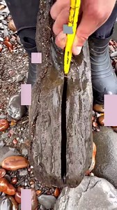 Here’s a near-perfect Iron Pyrite Nautilus from the Jurassic 😱😍 My dad found this specimen when we first started collecting, the same day as a fierce fish jaw! 🐟🐊 This Nautilus is, believe it or not, 185 Million Years Old! For full fossil hunt episodes head to “Yorkshire.Fossils” on YouTube! 🐊 There’s a link in my bio 🦕 If anyone would like a Genuine Yorkshire ammonite and support the page, message us directly or visit our official online store Yorkshirefossils.NET! #natural #nature #fossi