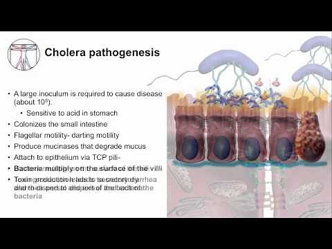 Acute GI: Watery diarrhea and bacteria