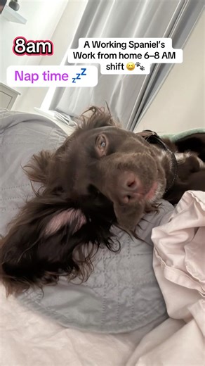 A Working Spaniel’s hardwork 😂 #goodvibes #dog #dogmom #dogshorts #funnyshorts #fyp #dogfood #spring