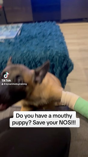 Lucky Dog Training Club on Reels