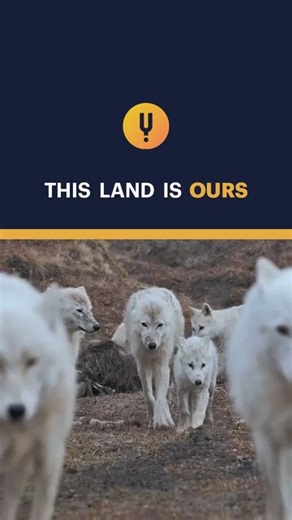 For wolves, territory isn’t just land - it’s everything. 🐺 In the wild, wolves are more than hunters—they are defenders of a fragile empire. A pack’s territory means food, safety, and space to raise the next generation. Lose it, and survival is suddenly uncertain. When rival packs cross invisible boundaries, the tension explodes. Howls cut through the forest as warnings. Stares become standoffs. And when neither side backs down, violent clashes can erupt—calculated, coordinated, and dangerous. 