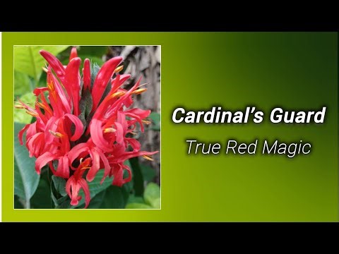 Cardinal’s Guard – The Fiery Beauty of the Garden | Pachystachys Coccinea