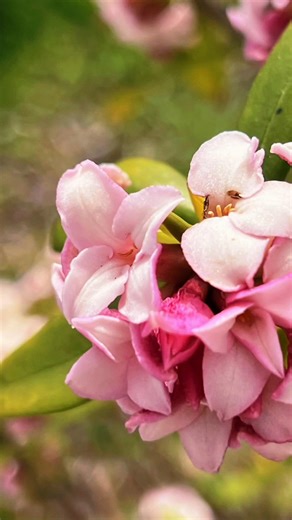 #沈丁花#ジンチョウゲ #春 #いい香り #🌸🌸🌸🌸🌸🌸🌸🌸🌸🌸🌸🌸 今週もよろしくお願いします♡♡♡ 素敵な曲をお借りしました♪ありがとうございます♡ 沈丁花（じんちょうげ、学名 Daphne odora）は、春の初めにとても良い香りの花を咲かせる常緑低木です🌸 日本では庭木としてよく植えられています。 🌼 特徴 \t•\t開花時期：2月〜4月ごろ \t•\t花の色：外側がピンク、内側が白の花が多い（白花もあり） \t•\t香り：とても甘く強い香り。遠くまで香ることで有名です。 \t•\t高さ：1〜1.5mくらいの低木 \t•\t葉：一年中緑の葉（常緑） 🌸花言葉は、「永遠」「栄光」「不滅」「不死」です。