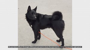 Best Food for Your Black Norwegian Elkhound: Tips for a Healthy Diet