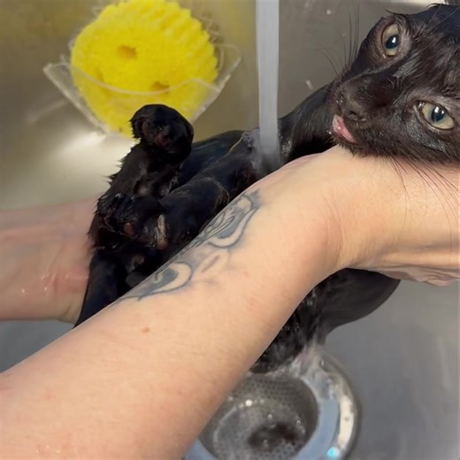 3.3M views · 10K reactions | Remember the little guy who was running...