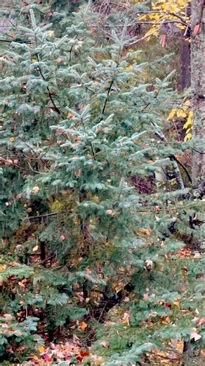 Minocqua WI 10/23/2025. Don’t worry, it’s just clumpy rain… 🤣🍁❄️ | Downtown Minocqua