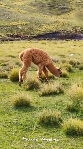 Descubre Fauna Andina en La Paz, Bolivia