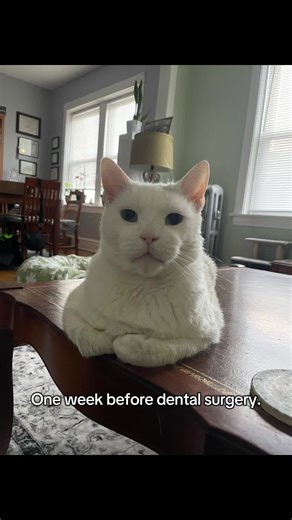 My Cat's Journey to Dental Surgery