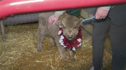 Unique Valentine's Day experience in Northeast Ohio: Animal cuddles at Pure Passions Farm