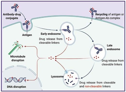 ACROBiosystems on Antibody-Drug Conjugates in Tumor Therapy | Matthew Pullen posted on the topic | LinkedIn