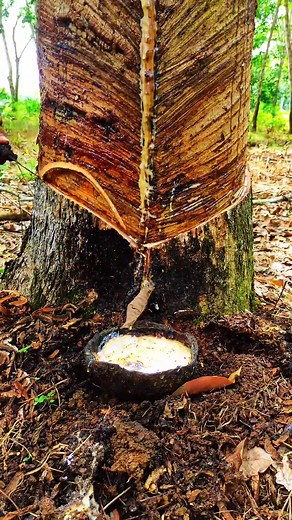 Rubber Wood Tapping satisfying rubberfarming. #woodworking #rubbertapping #woodcutting #reelfypfyp #fbreelsfypシviralシ | Anatole Lambert