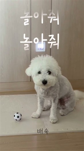 놀아달라는 구름이2탄 #강아지 #놀아줘 #강아지쇼츠 #puppy