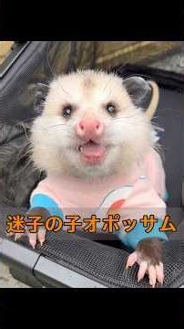 不注意なオポッサムの母親は、自分の赤ちゃんが落ちたことにさえ気づかなかった。# #animals #動物