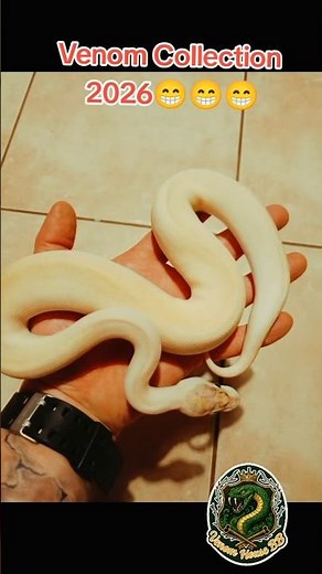 VenomBB Snake Collection 2026 🐍