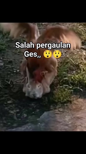 #fyp | Lililala Lolo