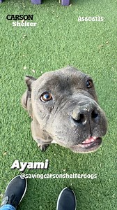 5.9K views · 449 reactions |  Adopted  A5606135 ✰ AYAMI -3/20/24...