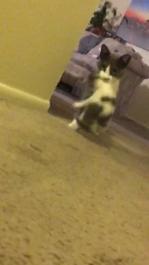 #kittycat #cats #fyp #memories #funny