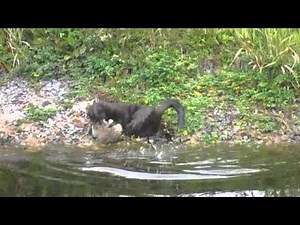 Mink Bac vs first big Rat