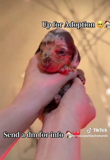 Mini Dachshunds Available for Adoption