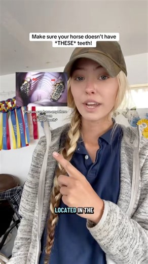1.2K views · 11 shares | Let’s talk about wolf teeth in horses and why it’s important to get them removed! #horses #horseriding #equestrian #horsetrainer #horsetraining | Odell Show Horses | Facebook