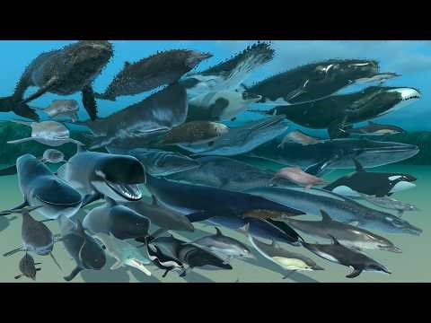 Realistic Whale Lifespan Comparison - 3D Animal Animation Comparison