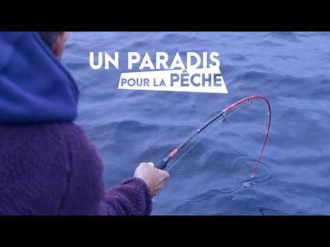 Des bars en surface sur un spot de pêche PARADISIAQUE !!! (Jour de pêche).