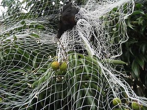 October heralds the beginning of netting season and we implore people NOT to use any netting that you can poke a finger through. Hungry flying-foxes smell the ripening fruit and they are drawn to fruiting trees totally unaware of the danger awaiting them. Only use shade cloth type netting as it is completely safe for bats, birds, possums and snakes. Yes, even poor snakes get caught in large aperture fruit tree netting. You can have your fruit without torturing and killing wildlife and the soluti