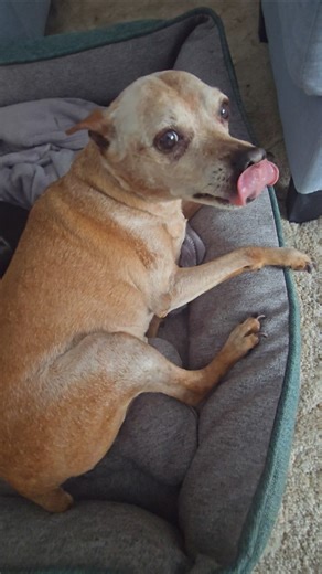 Can I Pet Your Miniature Pinscher Brother Willie? Yikes!!