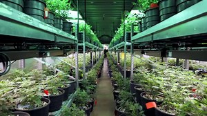 Review: 'Rolling Papers' goes behind scenes with marijuana journalists