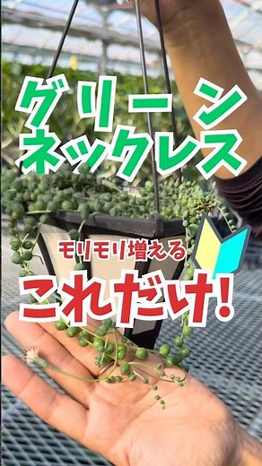 [Green Necklace] How to grow more