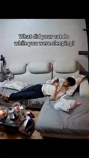 A commemorative tower was built in Scotland for a cat named Towser, who caught nearly 30,000 mice in her lifetime. | Perfection’